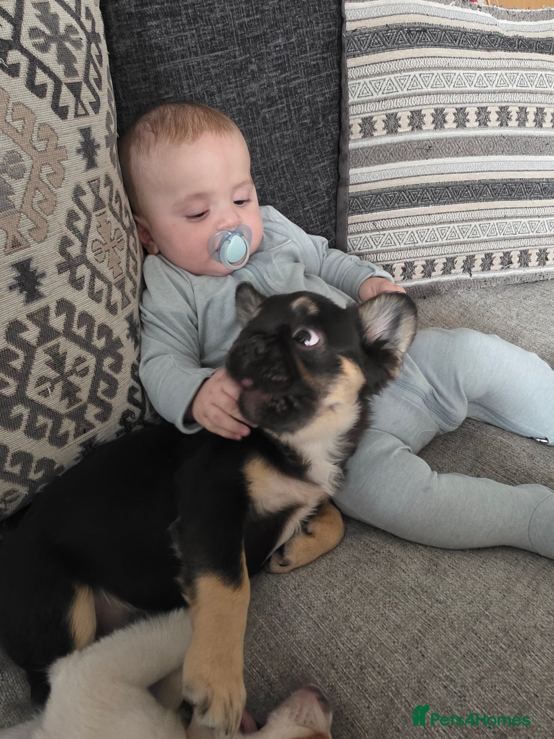 French Bulldog dogs for sale: Fluffy french bulldog for sale  - Advert 2