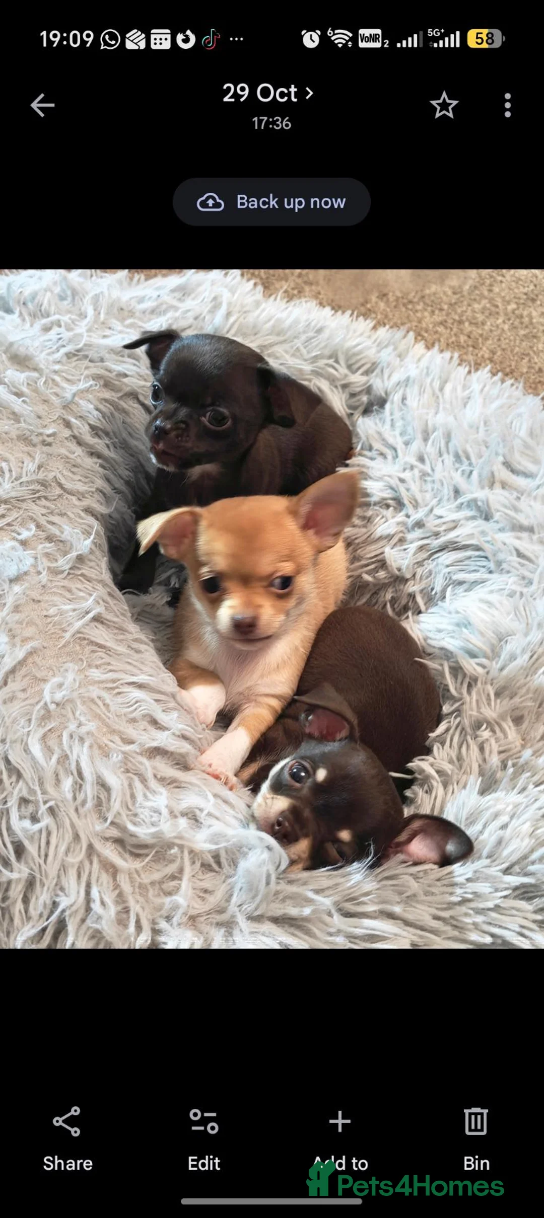 Chihuahua dogs for sale: Beautiful Chihuahua Puppies – Ready 20 November in Kenilworth - Advert 6