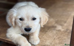 Golden Retriever dogs for sale: GOLDEN RETRIEVER PUPPIES BRED FOR TEMPERAMENT - Advert 10