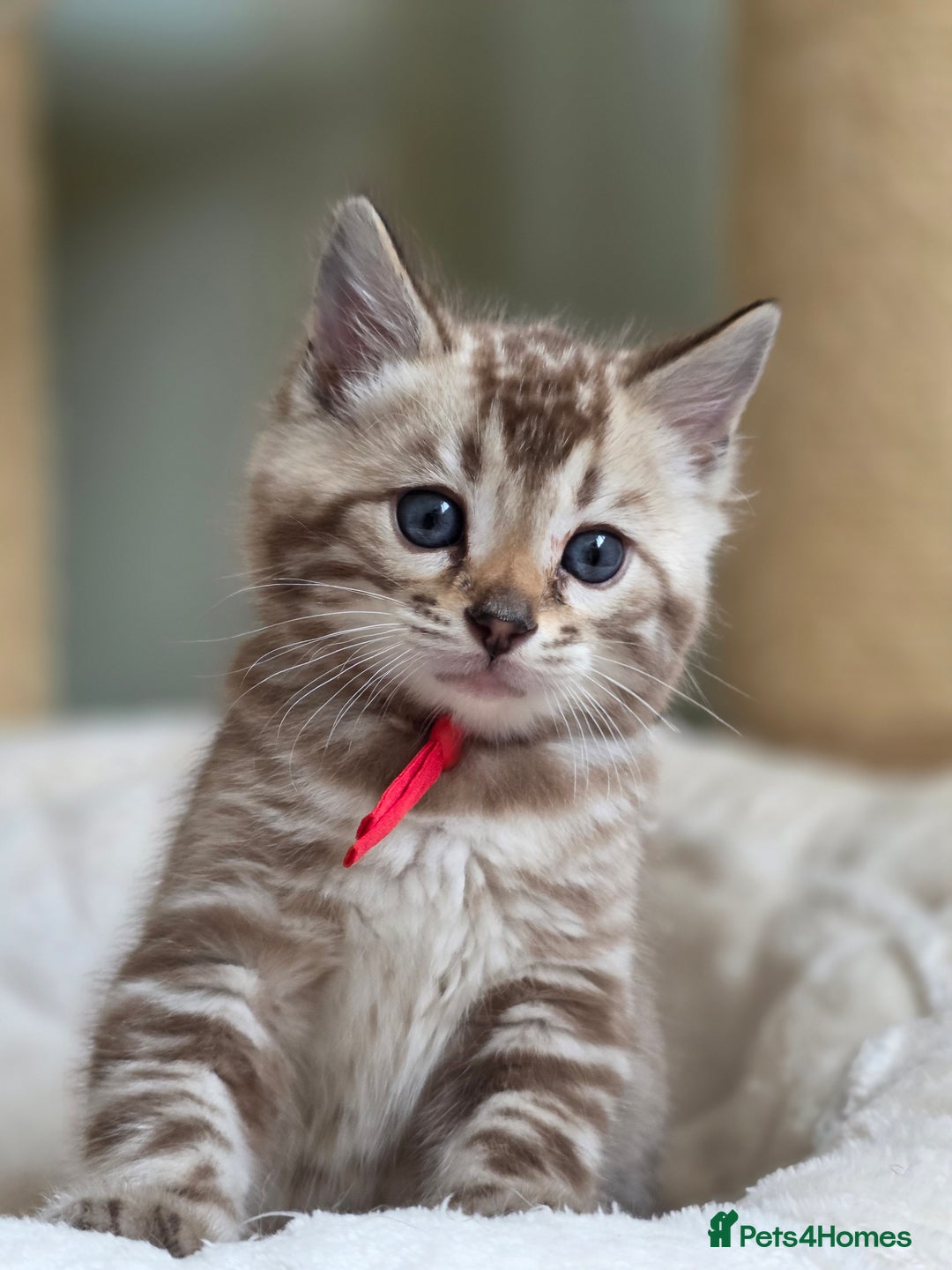 Bengal cats for sale: ❄️ Gorgeous Snow and Charcoal Bengals ❄️  - Advert 19