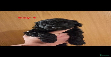 Cockapoo dogs - Advert 14