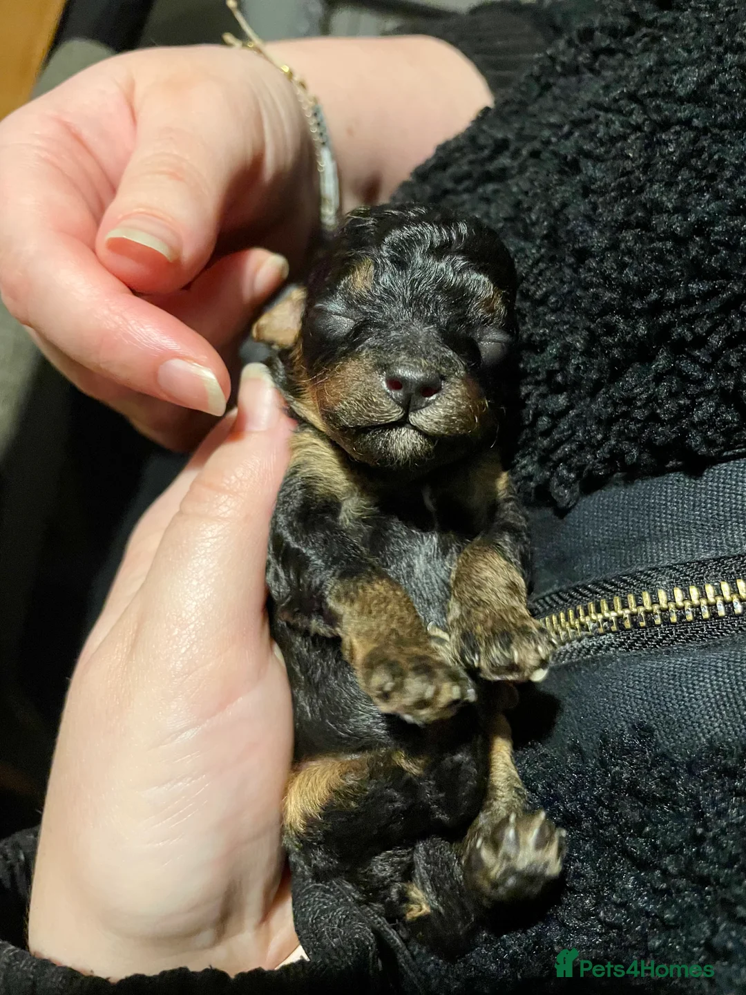 Toy Poodle dogs for sale: toy poodle puppies - Advert 6