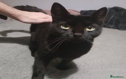 British Shorthair cats for sale: Maggie - Image 1