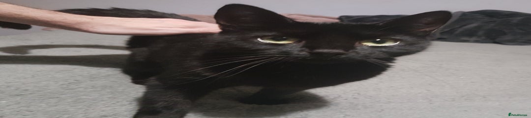 Maggie