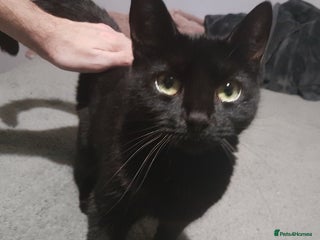 British Shorthair cats - Advert 3