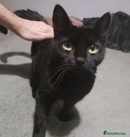 British Shorthair cats - Advert 6