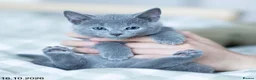 Russian Blue cats for sale: Adorable Russian Blue Kittens. - Advert 31