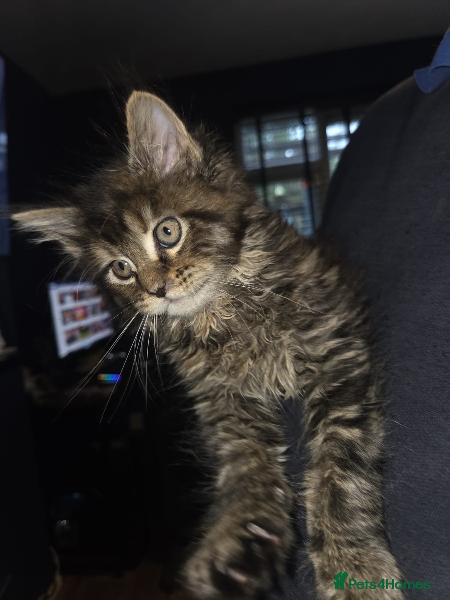 Maine Coon cats Russian /xxl maine coon - Advert 8