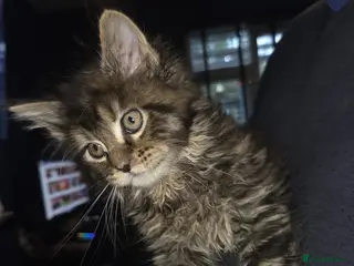 Maine Coon cats Russian /xxl maine coon - Advert 8