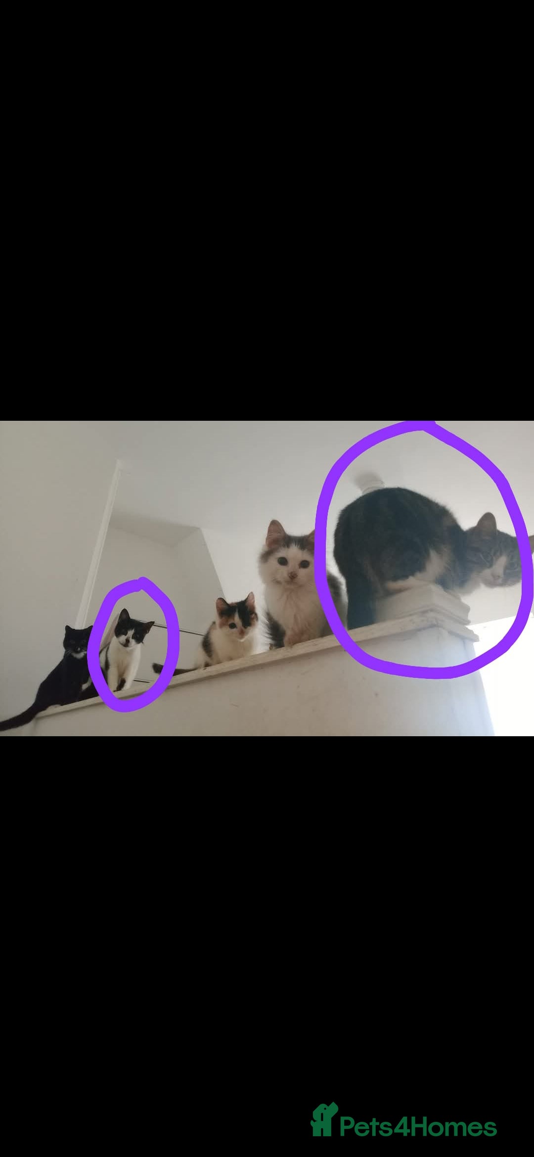 Mixed Breed cats for sale: Two cats looking for new loving homes   - Image 1
