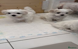 Maltese dogs for sale: 5 Generation KC registered Maltese - Image 16