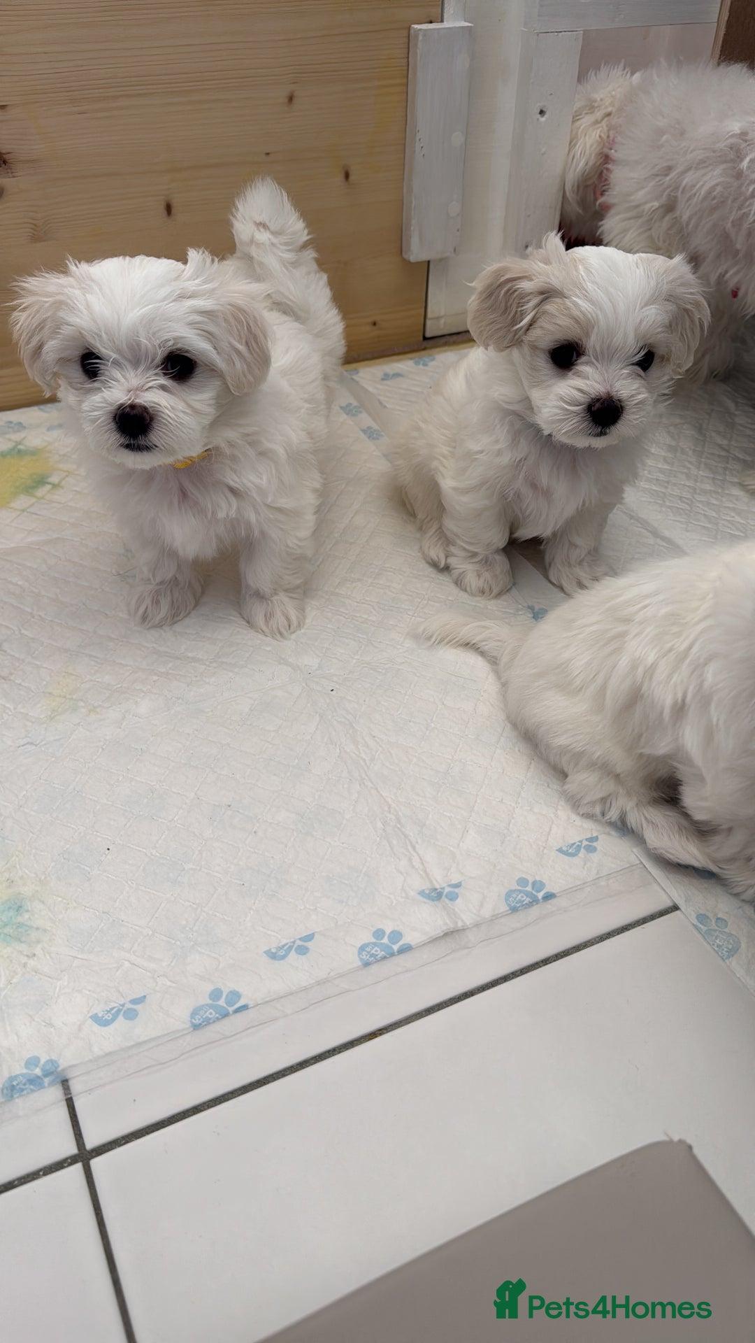 Maltese dogs for sale: 5 Generation KC registered Maltese - Image 16