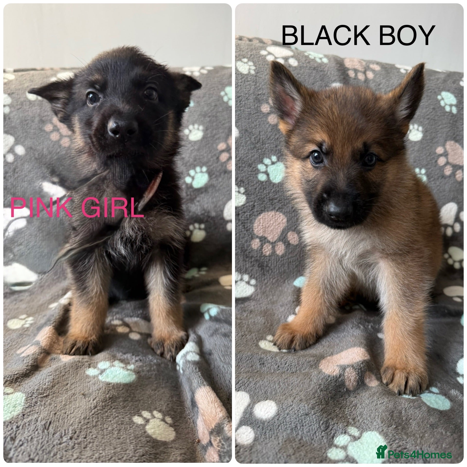 German Shepherd dogs Stunning health tested german shepherds  - Advert 1