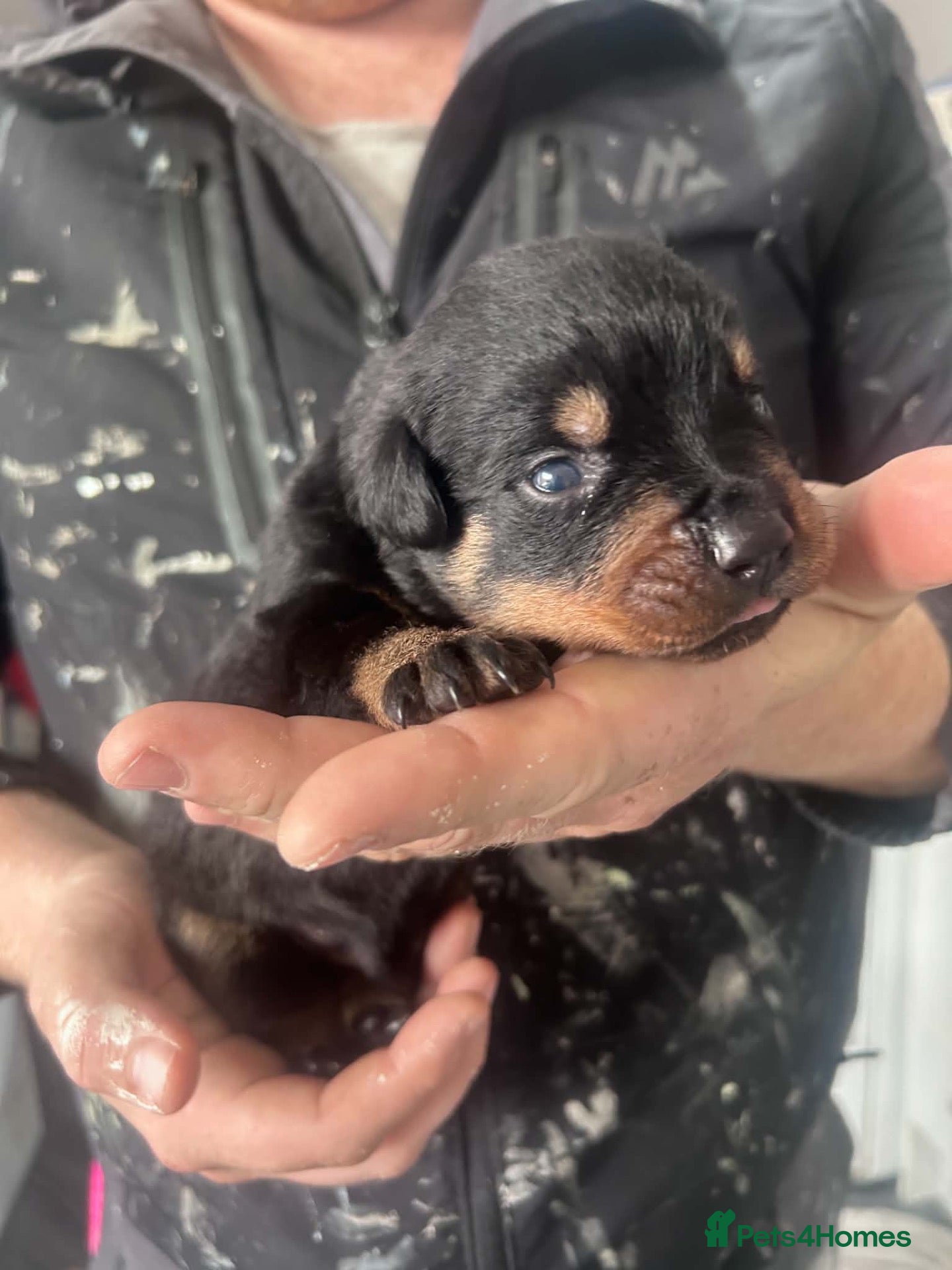 Rottweiler dogs Big chunky Rottweiler puppies  - Advert 1