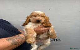 Cocker Spaniel dogs for sale: Fabulous Cocker Spaniel Pupies - Image 7