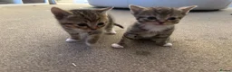 Mixed Breed cats for sale: Beautiful kittens  in Ipswich - Advert 12