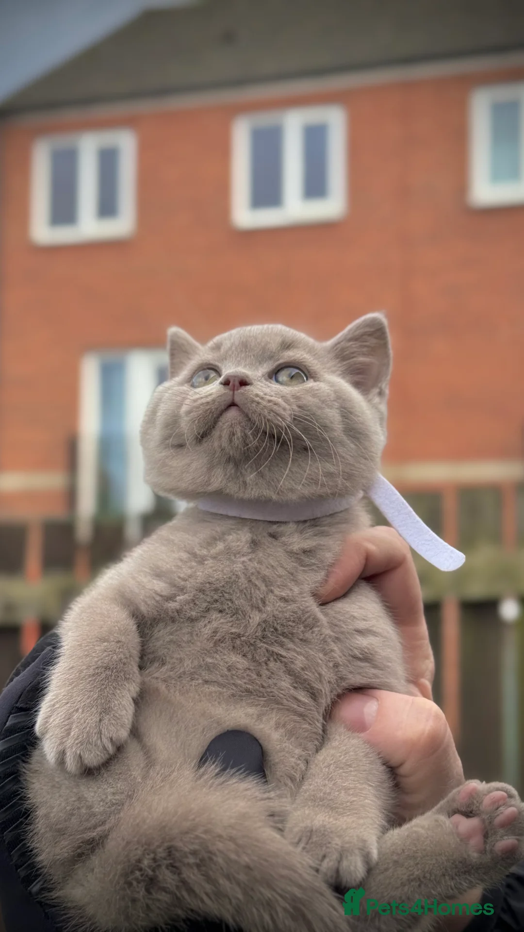 British Shorthair cats for sale: Adorable British Shorthair Blue and Lilic kittens - Advert 32