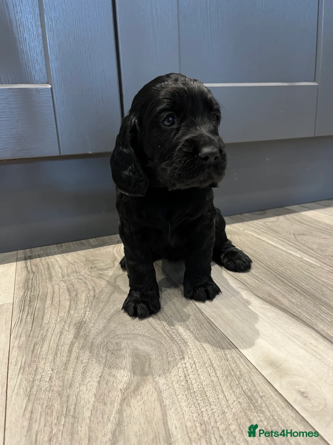 Cocker Spaniel dogs for sale: KC working cocker spaniel puppies  - Advert 5