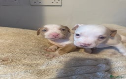 Mixed Breed dogs for sale: 7 Gorgeous Lurcher x Pocket Bully Pups  - Advert 9
