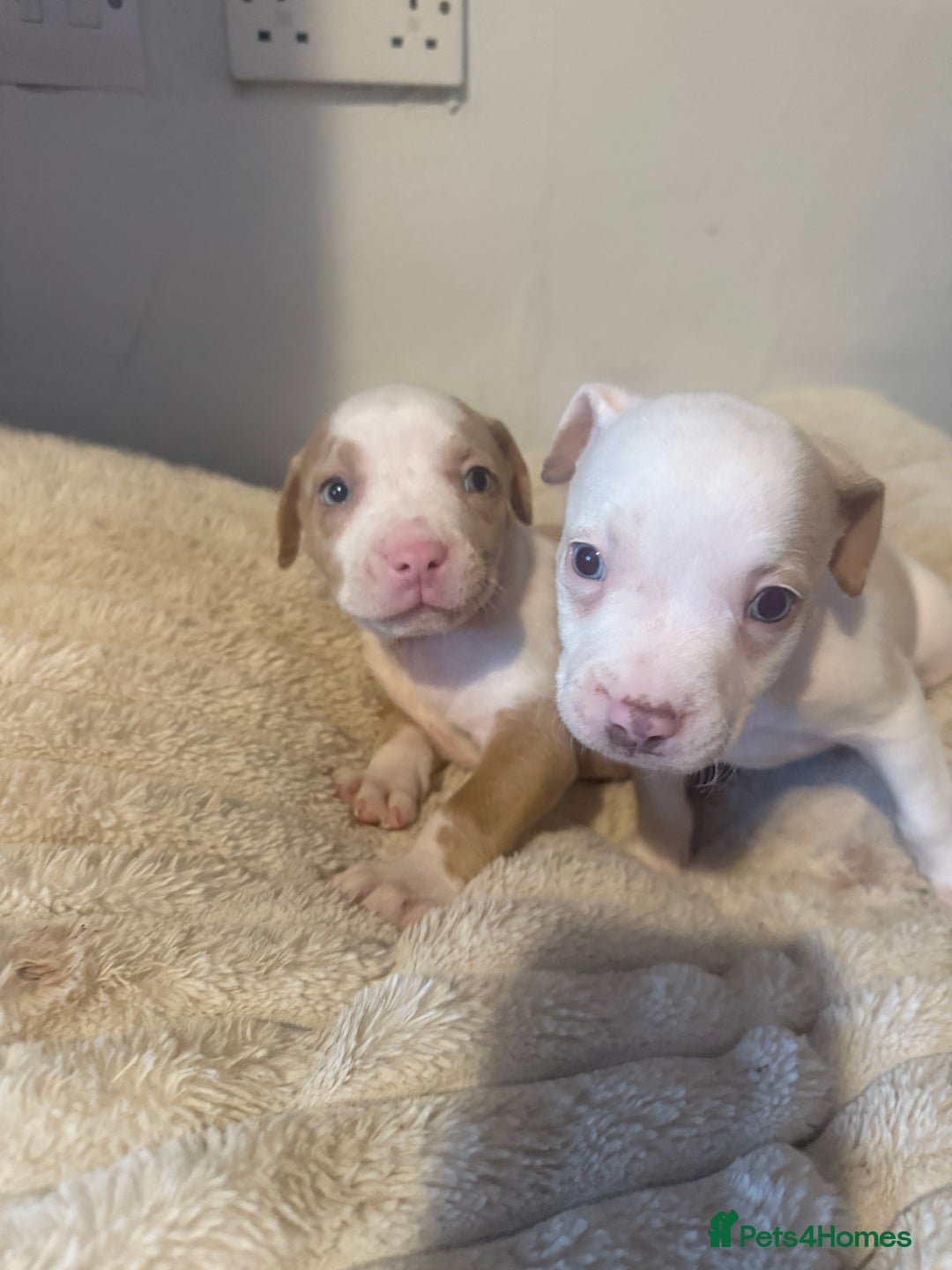 Mixed Breed dogs for sale: 7 Gorgeous Lurcher x Pocket Bully Pups  - Advert 9