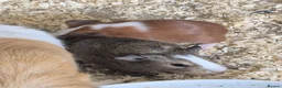 Guinea Pig rodents for sale: Boars for sale all well tempered  - Advert 4