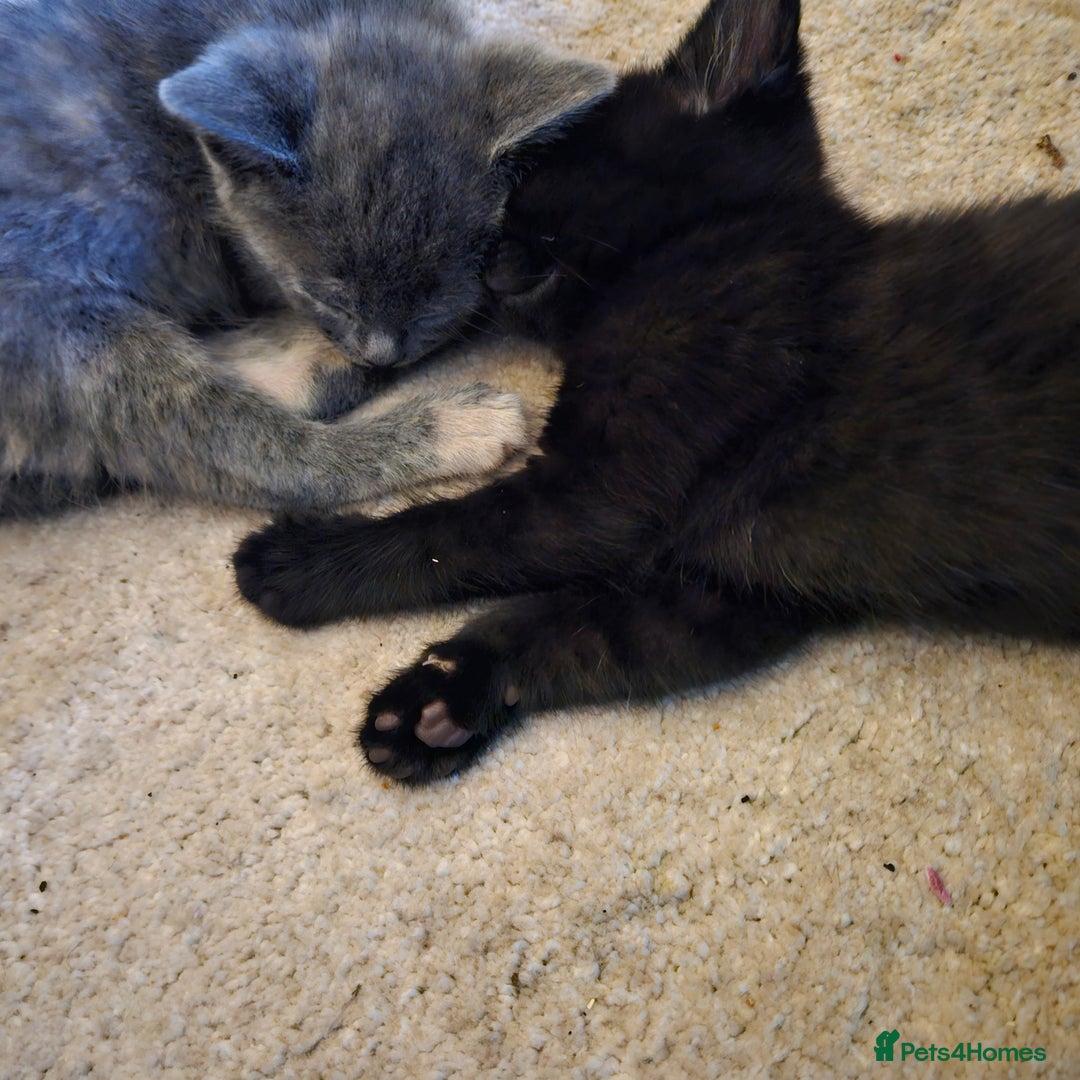 Mixed Breed cats for sale: 6 kittens for sale, ready now - Advert 3