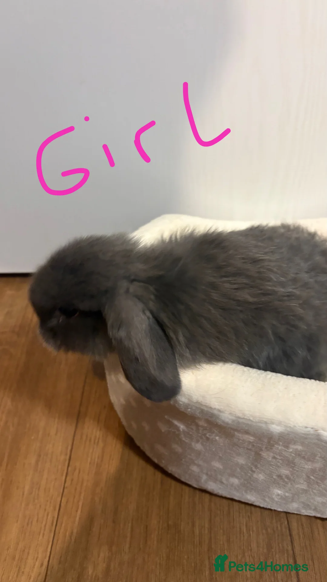 Mini Lop rabbits for sale: Mini lops  - Advert 4
