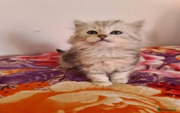 Siberian cats for sale: Siberian Shaded Silver Kittens & Hypoallergenic - Image 3