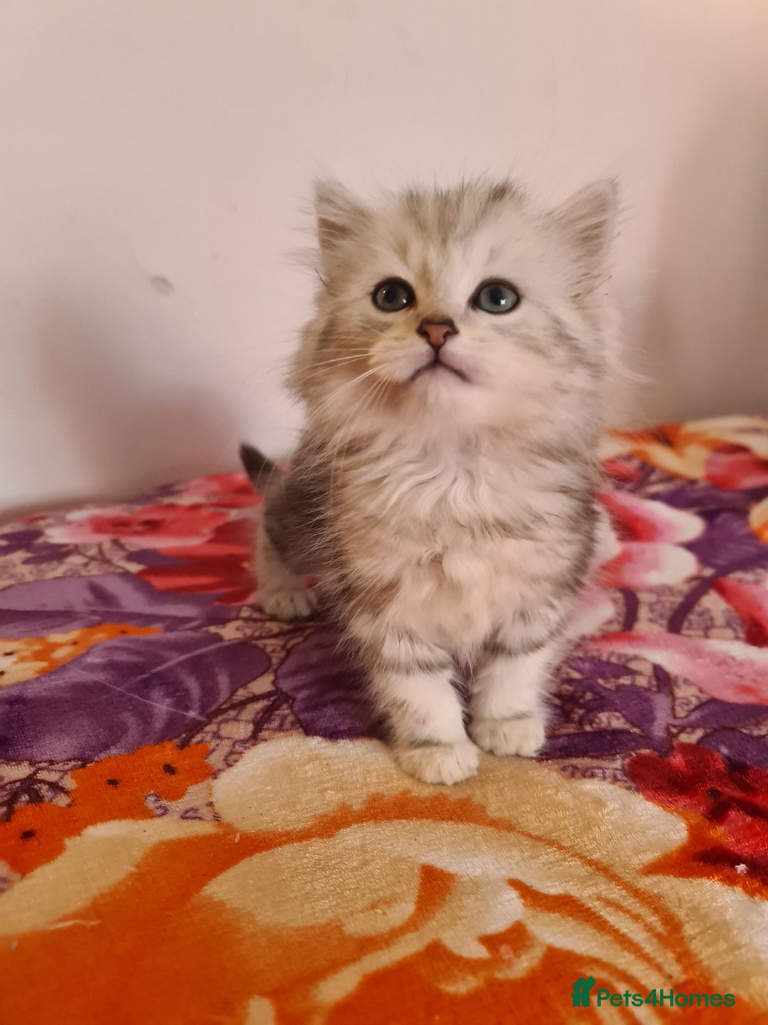 Siberian cats for sale: Siberian Shaded Silver Kittens & Hypoallergenic - Image 3