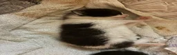 Mixed Breed cats for sale: Two litters of two cats in Coventry - Advert 10