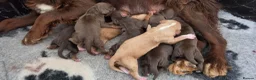 Cocker Spaniel dogs for sale: 7 BEAUTIFUL KC WORKING TYPE COCKER SPANIEL  - Advert 23