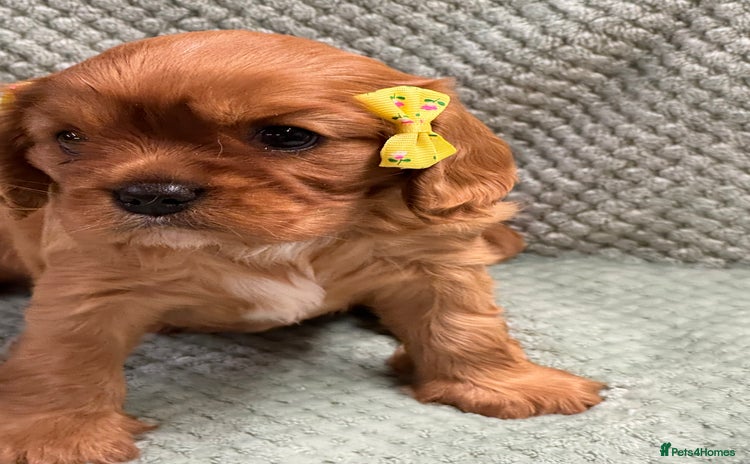 Cavalier King Charles Spaniel dogs Cavalier King Charles pups  - Advert 8