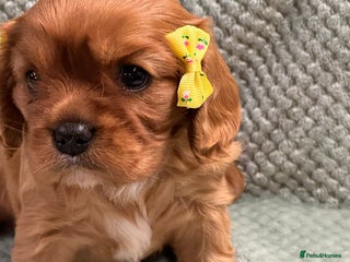 Cavalier King Charles Spaniel dogs Cavalier King Charles pups - Advert 12