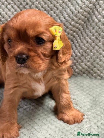 Cavalier King Charles Spaniel dogs Cavalier King Charles pups - Advert 8