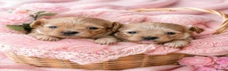 Maltipoo dogs for sale: Tiny MaltiPoo Girls 🐾 - Advert 1