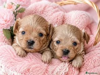 Maltipoo dogs Tiny MaltiPoo Girls 🐾 - Advert 2