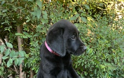 Labrador Retriever dogs for sale: QUALITY HEALTH TESTED KC LABRADOR PUPPIES  - Image 3