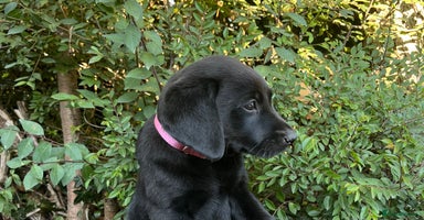 Labrador Retriever dogs - Advert 12