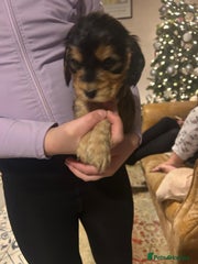 Cocker Spaniel Puppy 3