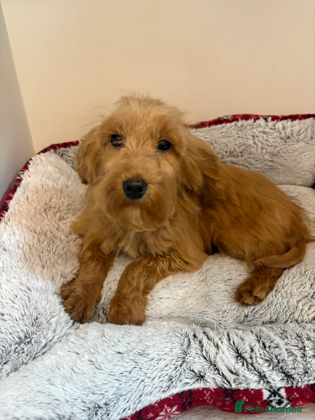 Cockapoo dogs for sale:  one gold girl available  - Advert 3