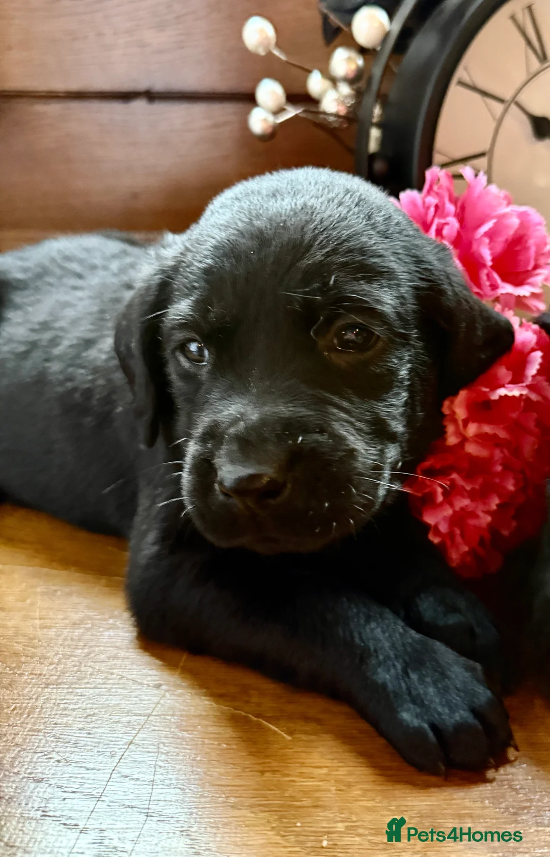 Labrador Retriever dogs for sale: KC Labrador puppies  - Advert 3