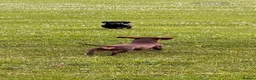 Miniature Dachshund dogs for stud: Perseus- Miniature Smooth-Haired Dachshund Stud - Advert 4