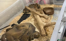 Python Snake reptiles for sale: Two pythons for sale - Advert 6