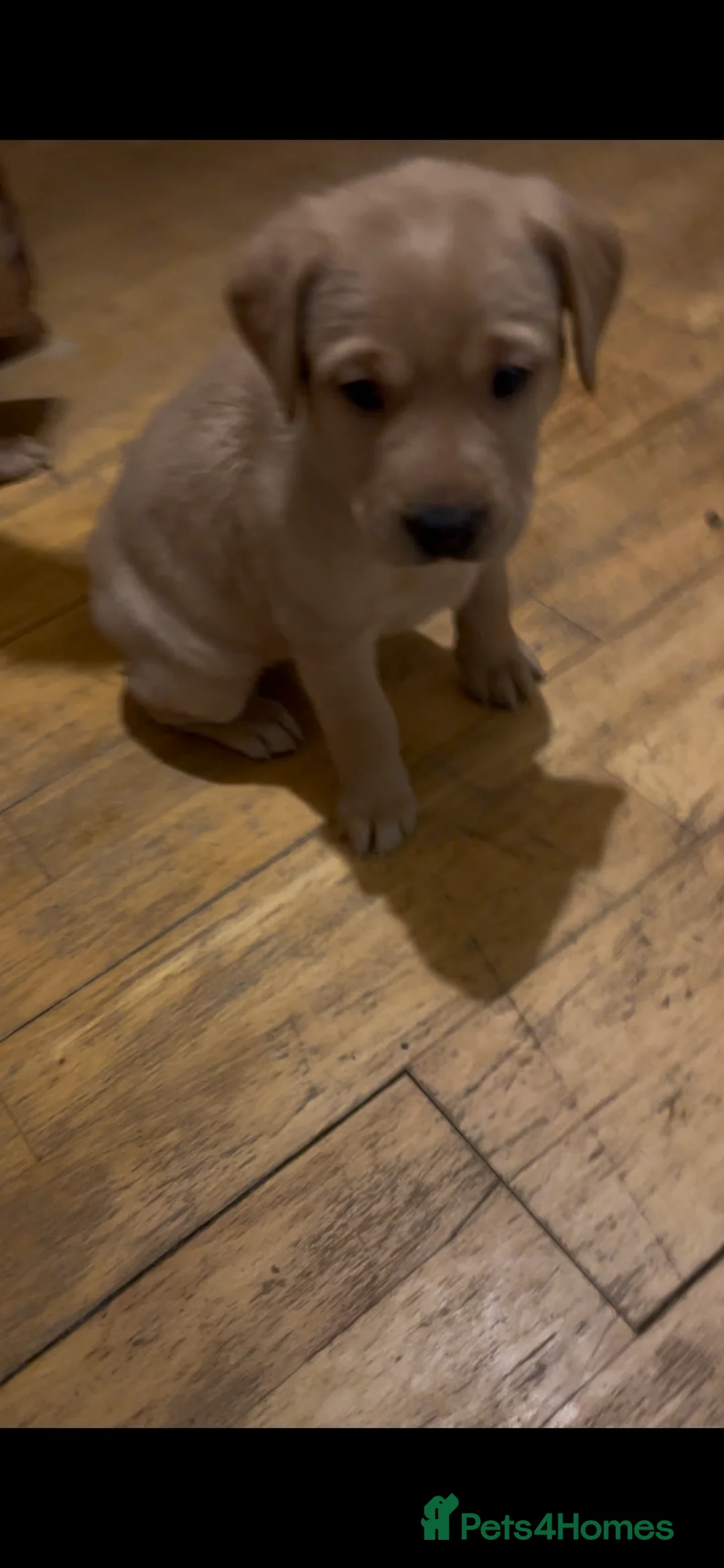 Labrador Retriever dogs for sale: Labrador Puppies - last remaining one  - Advert 6