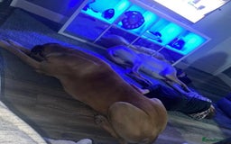 Great Dane dogs for sale: KC Reg Great Dane Female  - Image 19