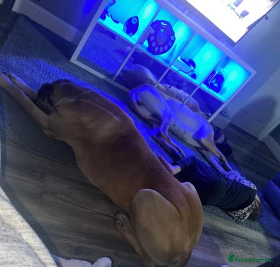 Great Dane dogs for sale: KC Reg Great Dane Female  - Image 19
