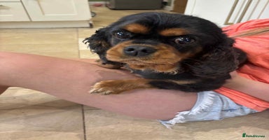 Cavalier King Charles Spaniel dogs - Advert 8