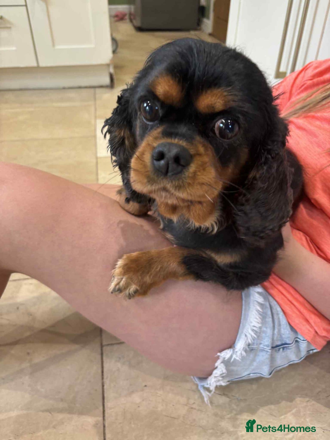 Cavalier King Charles Spaniel dogs for sale: Kc reg Cavalier female - Image 3