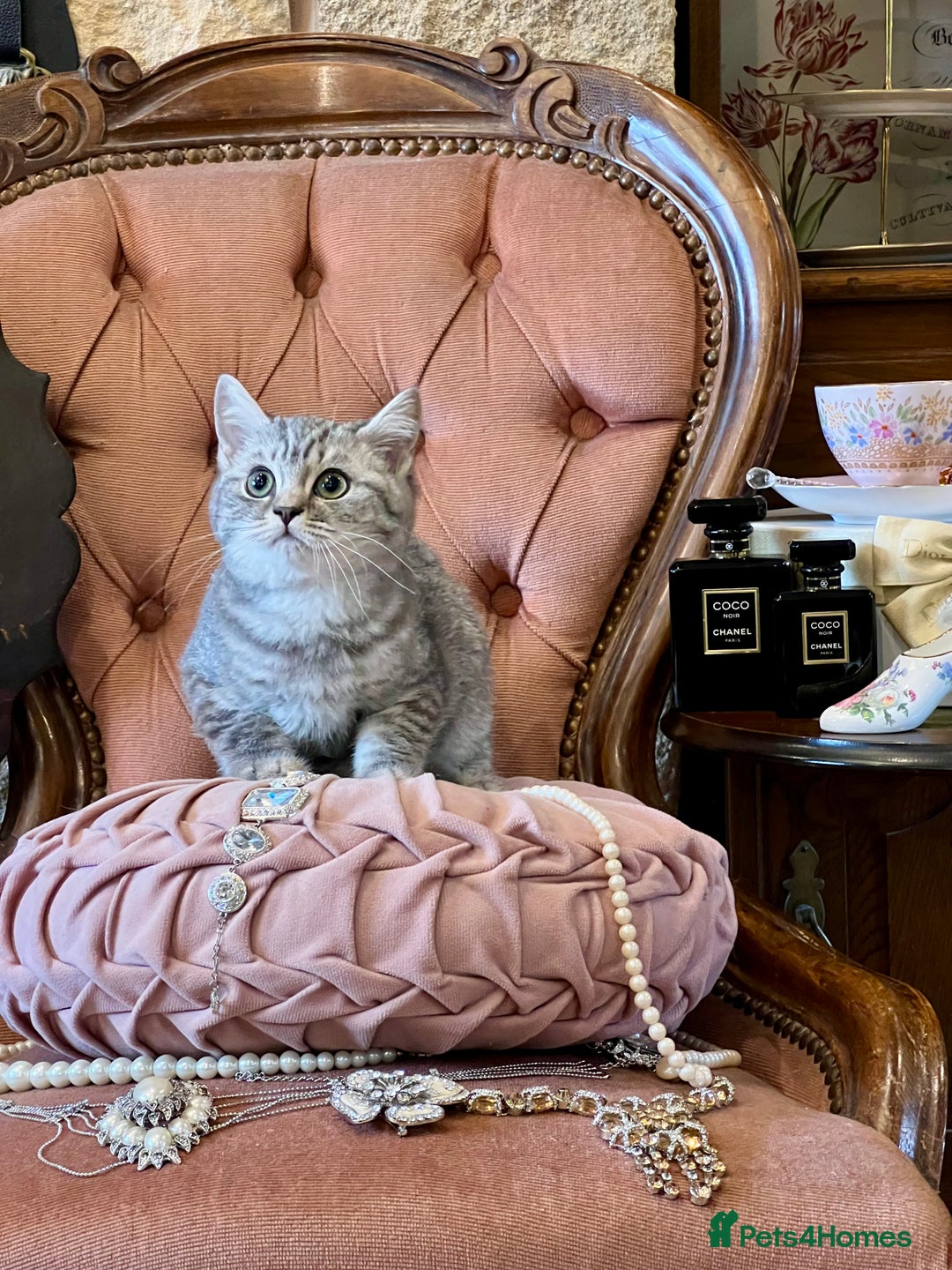 British Shorthair cats for sale: PUREBRED BSH KITTENS - Advert 2