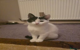 Domestic Shorthair cats for sale: Black and white Kitten come with  ** s  - Image 2